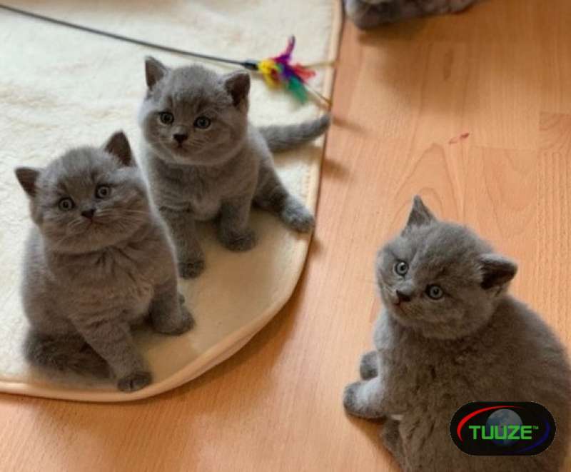 British Shorthair Kittens for adoption  