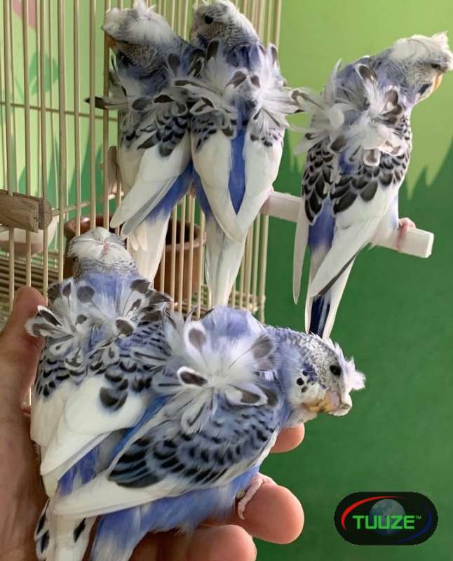 Budgies-parrots--11684424953.jpg