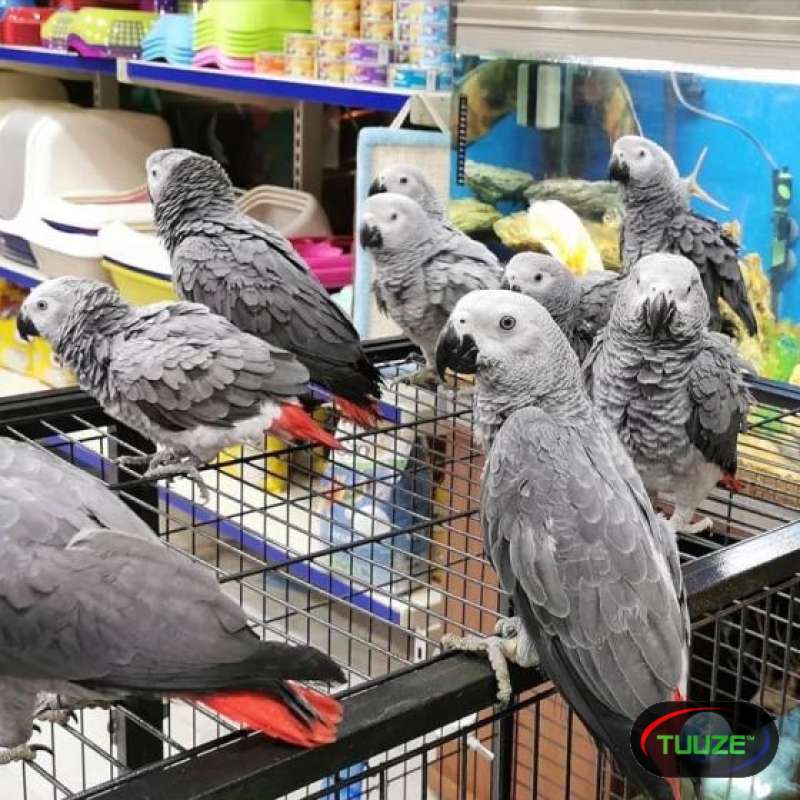 Home Raised Parrots and Parrots Eggs for Sale 