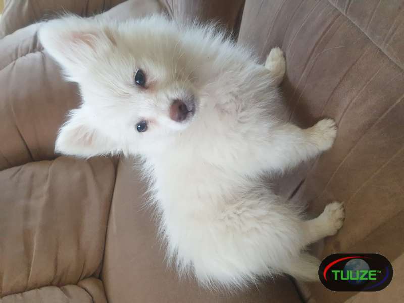 Japanese-spitz-for-sale