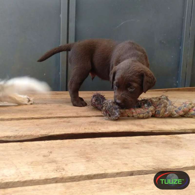 Labrador retriever puppies for rehoming 