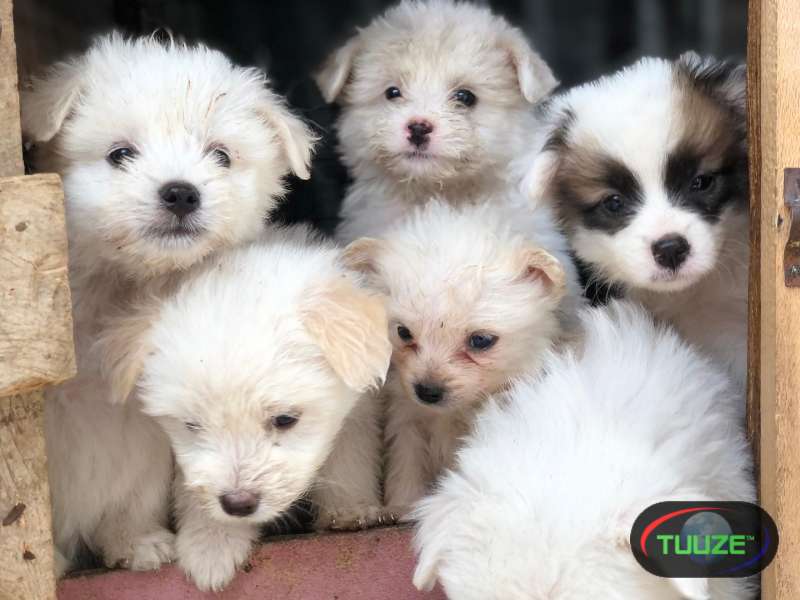 Mixed Maltese Puppies for sale