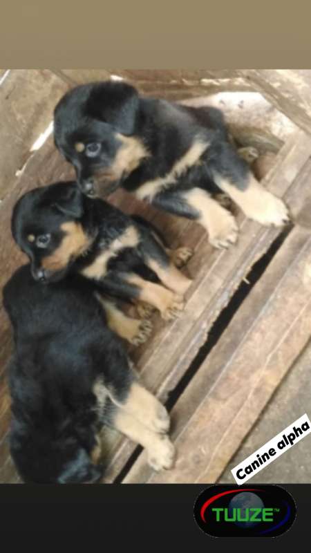 Rotweiller puppies available