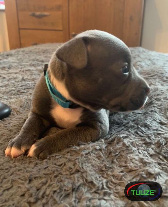 Staffordshire bull Terrier puppies