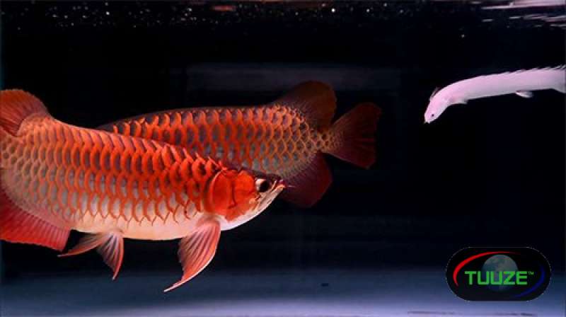 Super Red Arowana Albino Stingray fish for sale