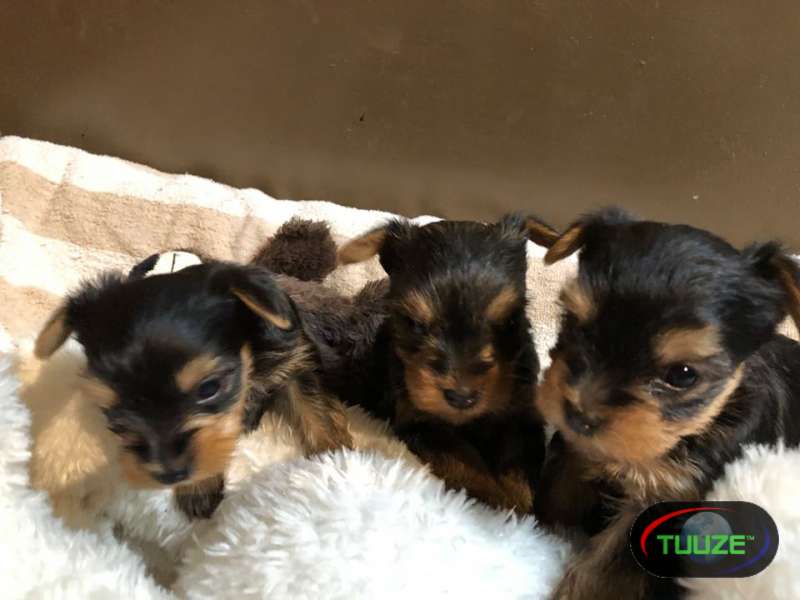 best loving and sweet    Yorkie    pups now Sweet mal